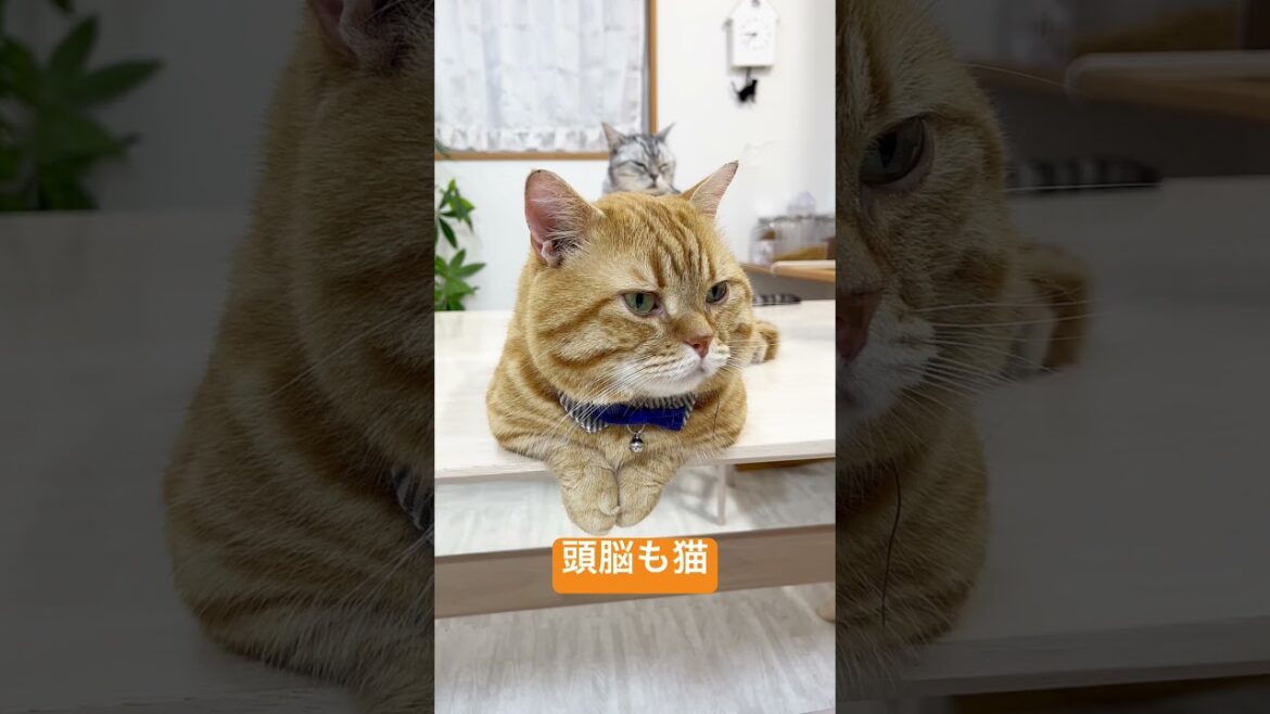 見た目は猫... #shorts #マンチカン