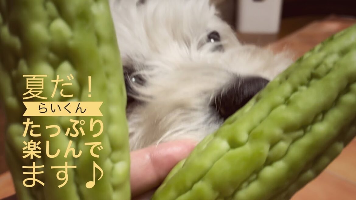 ゴーヤをガブリ😵夏野菜の収穫&熱中症対策？さっぱりサマーカット✂️✨