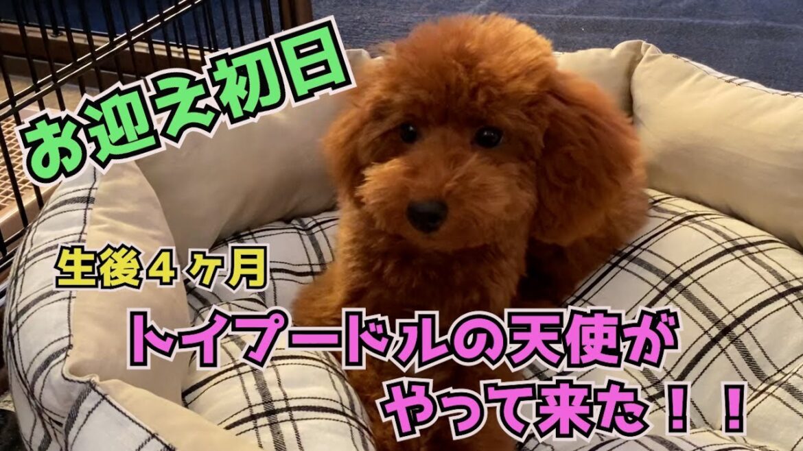 トイプードルの子犬　お迎え　我が家に天使がやって来た！　名前は『もんじゃ』