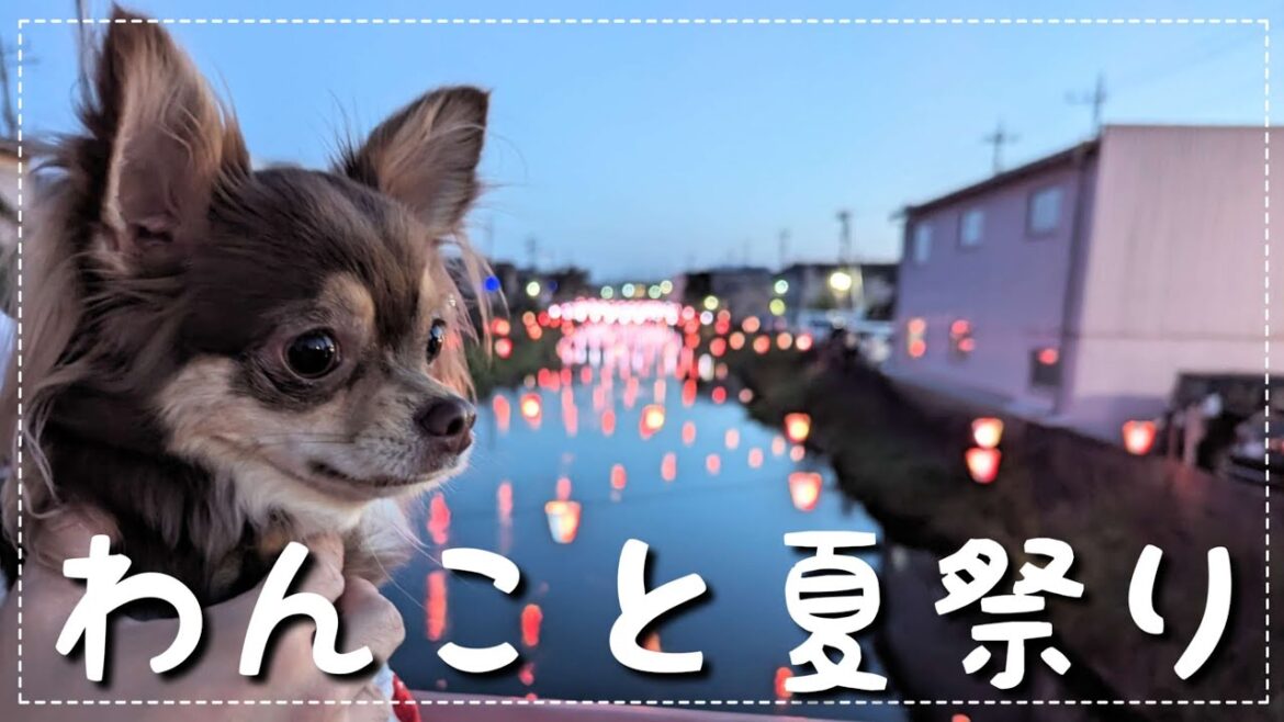 夏を大満喫する！１歳チワワと夫婦の夏の休日ってこんな感じ【チワワ】【チョコタン】