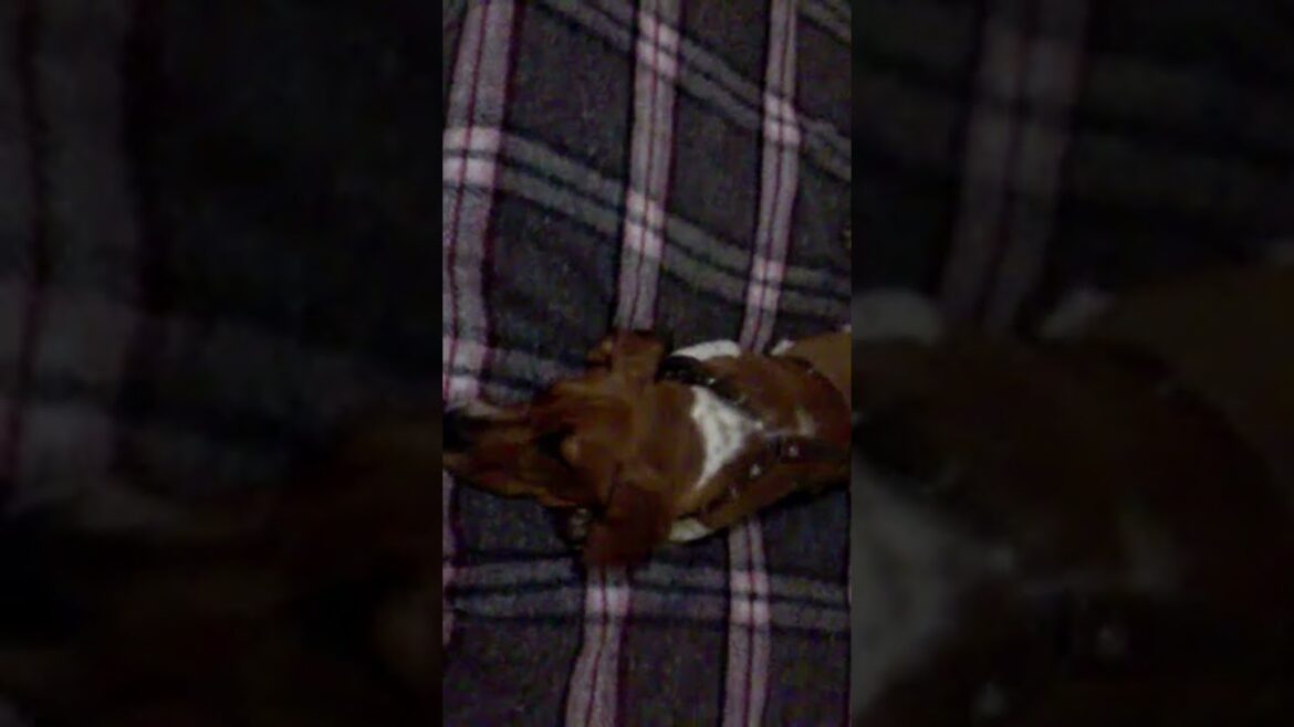 el pachón | #bassethound #funnypets #funnyanimals #shorts