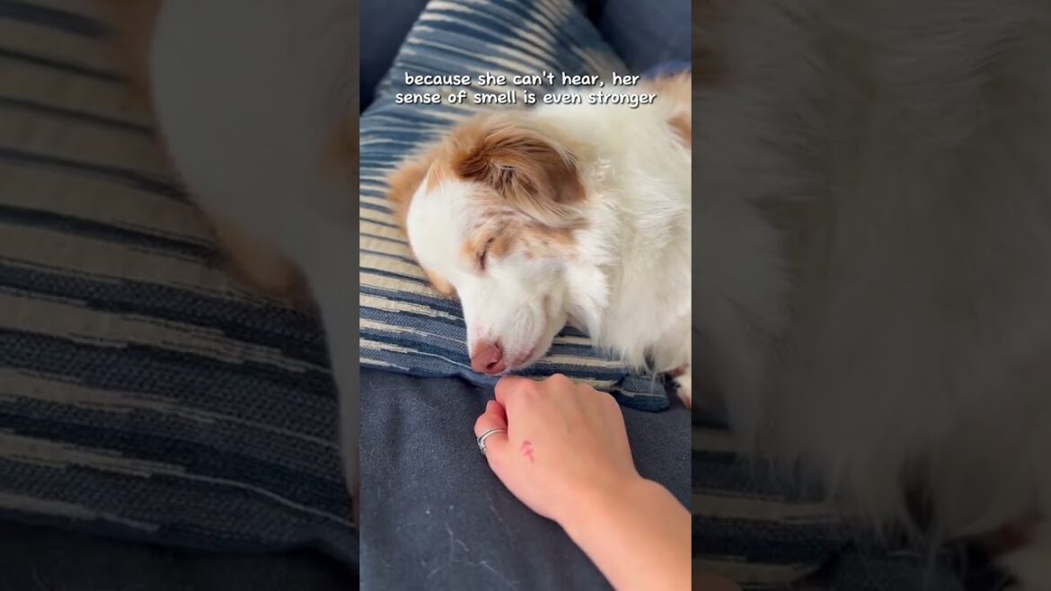 Cuteness Unleashed | Cutest Animal Encounters #10
