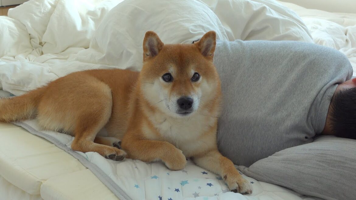 体調不良の飼い主‥柴犬の看病レベルが神がかってました。。