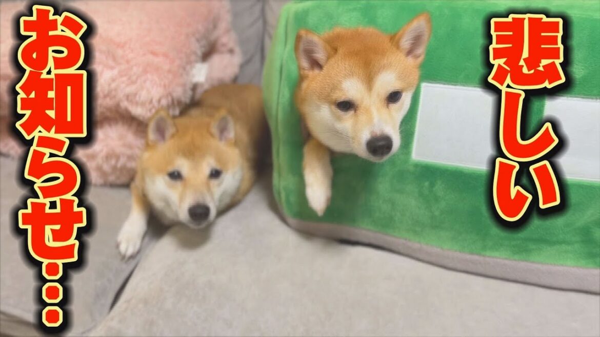 手塩にかけて、育ててきた妹柴が・・・
