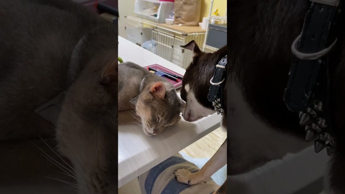 (アビ&チワワ) 調子に乗りすぎて猫に怒られる犬 #shorts