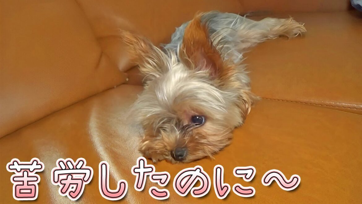 【ヨークシャテリア】また新しい遊びを始めたヨークシャテリア【Yorkshire Terrier】