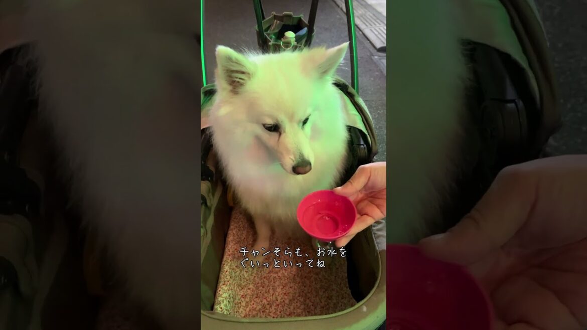 愛犬と浅草ホッピー通りでほろ酔い気分 大衆酒場リッチャン【日本スピッツ】 #shorts  #日本スピッツ #犬連れ #浅草 #ホッピー通り