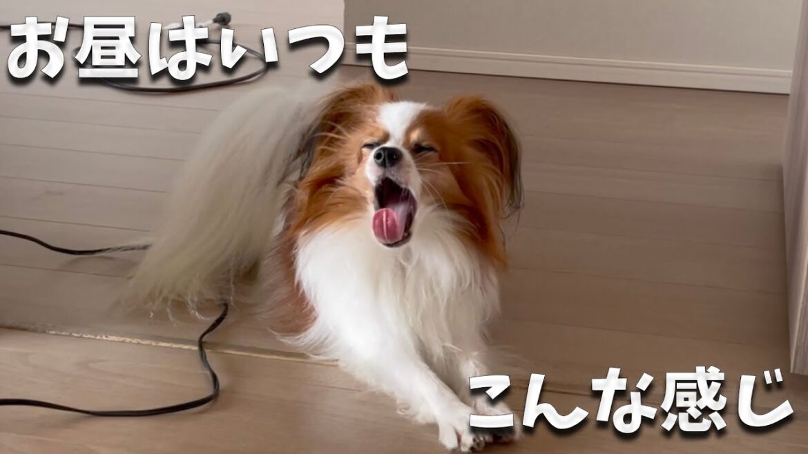 もなかのお昼はいつもこんな感じ。夏の休日。暑くてどこにも行けません。#papillon #パピヨン