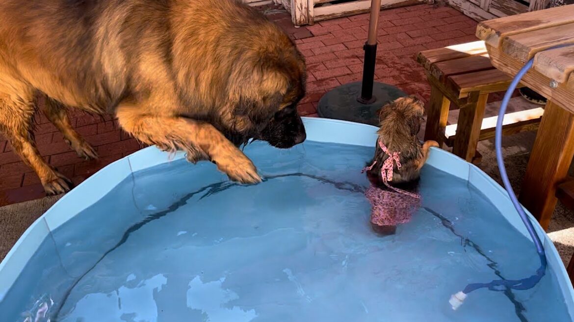 【レオンベルガー】プール開きしました🫡【超大型犬】