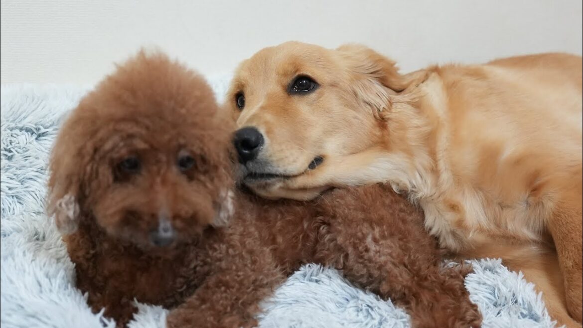 子犬を初めてフリーでお留守番させてみたら、震える兄犬を心配する姿に涙腺崩壊しました...【＃ゴールデンレトリバー ＃ボーダーコリー】