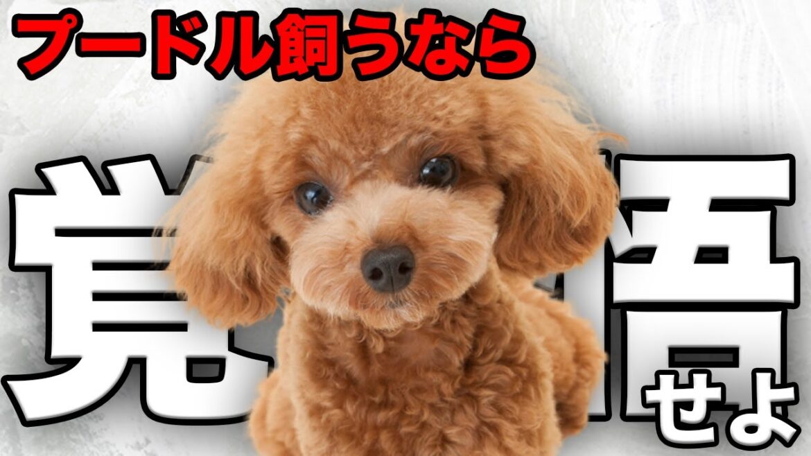 【解説】迎える前に1度見て!プードルの魅力や注意点について教えます! 【解説】迎える前に1度見て!プードルの魅力や注意点について教えます!