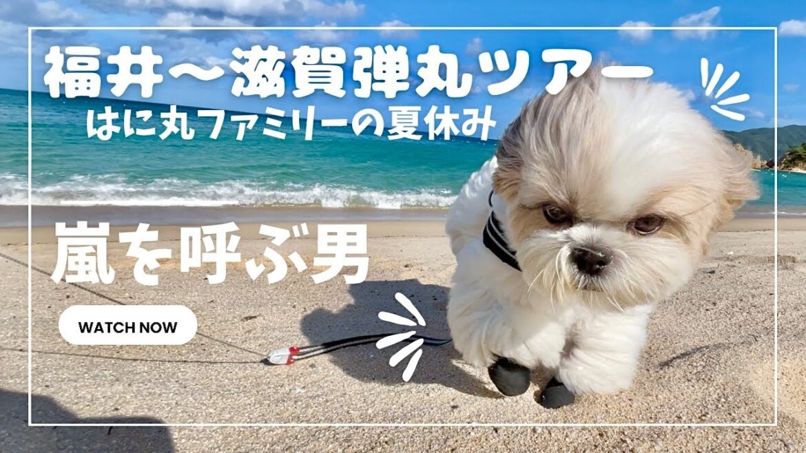 【シーズーと子供の夏休み①】福井〜滋賀弾丸ツアー!犬と行くならココ!おすすめスポットもご紹介 / We went on a trip with our Shih Tzu and our son. 【シーズーと子供の夏休み①】福井〜滋賀弾丸ツアー!犬と行くならココ!おすすめスポットもご紹介 / We went on a trip with our Shih Tzu and our son.