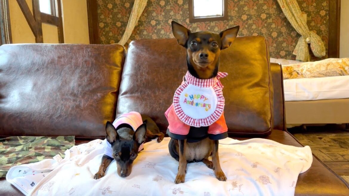 美味しいものを満喫したい!旅行に行っても食べることが一番楽しみな愛犬【伊豆高原】 美味しいものを満喫したい!旅行に行っても食べることが一番楽しみな愛犬【伊豆高原】