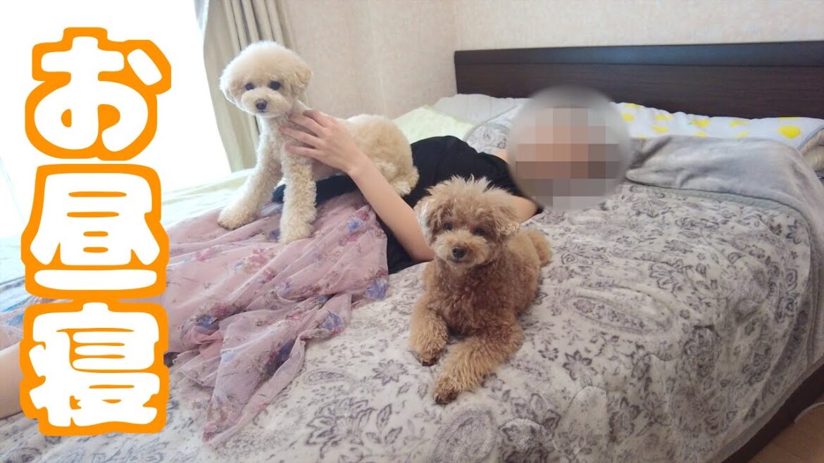 パパの昼休憩に皆でお昼寝しに行ってみたら…