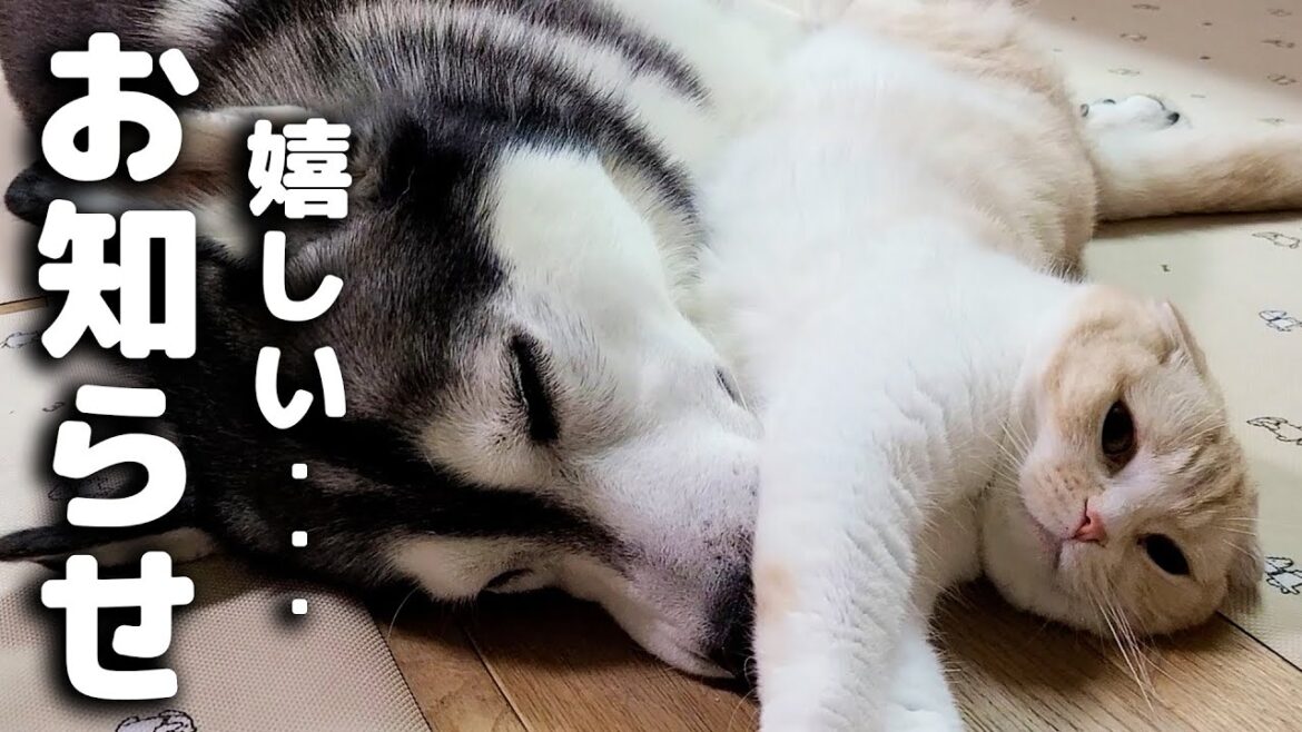 視聴者の皆様に嬉しいお知らせがあります...