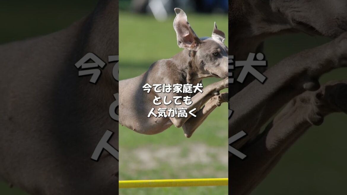 犬種図鑑ワイマラナー｜犬ラブ