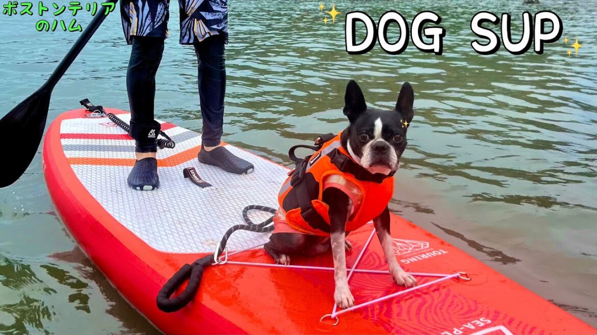 愛犬と初のSUPに挑戦!!楽しすぎました!! 【DOG SUP】 愛犬と初のSUPに挑戦!!楽しすぎました!! 【DOG SUP】