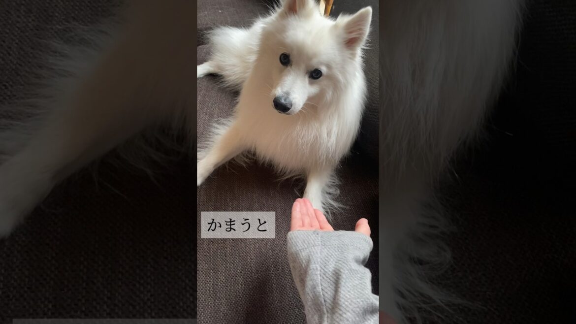 ツンデレ発動するスピッツ犬#2 #japanesespitz #日本スピッツ #shorts