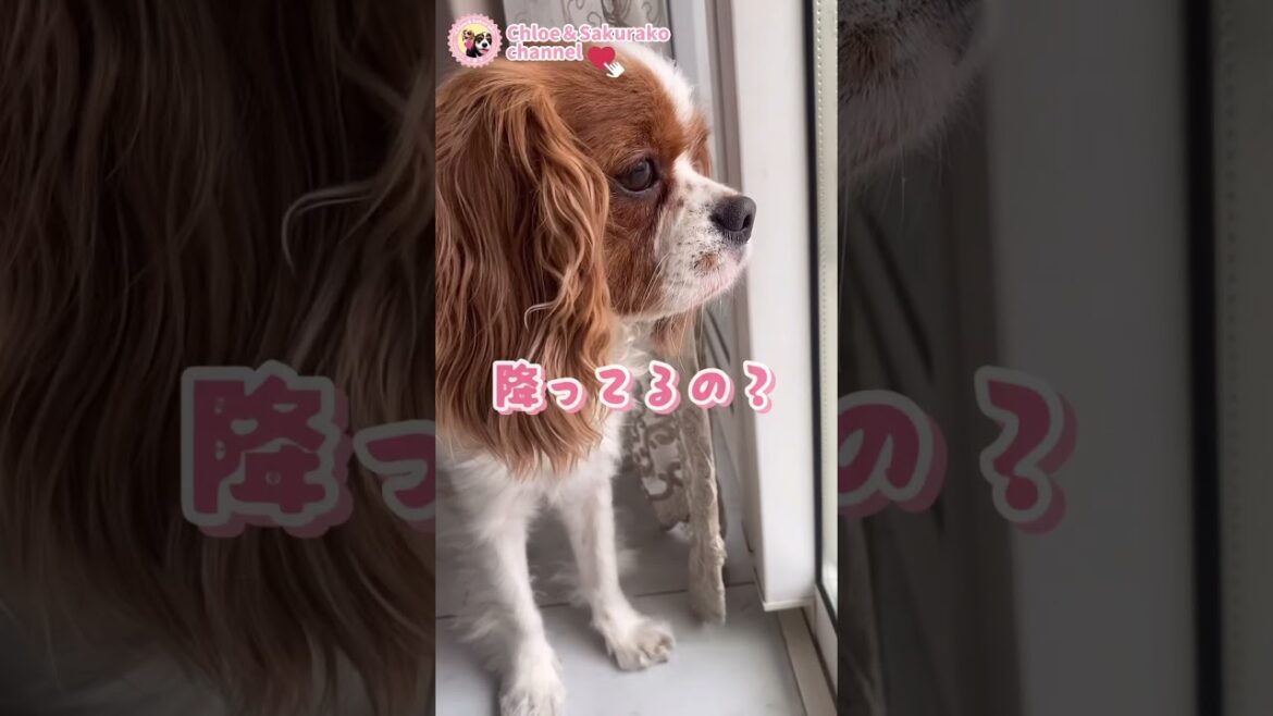 【雨の日はびしょ濡れ】決死の覚悟で外に出る愛犬を必死に阻止する飼い主🐶