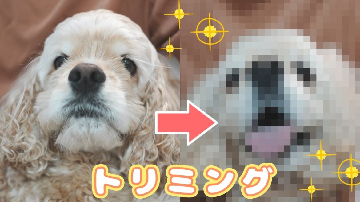 ぬいぐるみみたいにモコモコした犬をトリミングしてもらいました｜アメリカンコッカースパニエル
