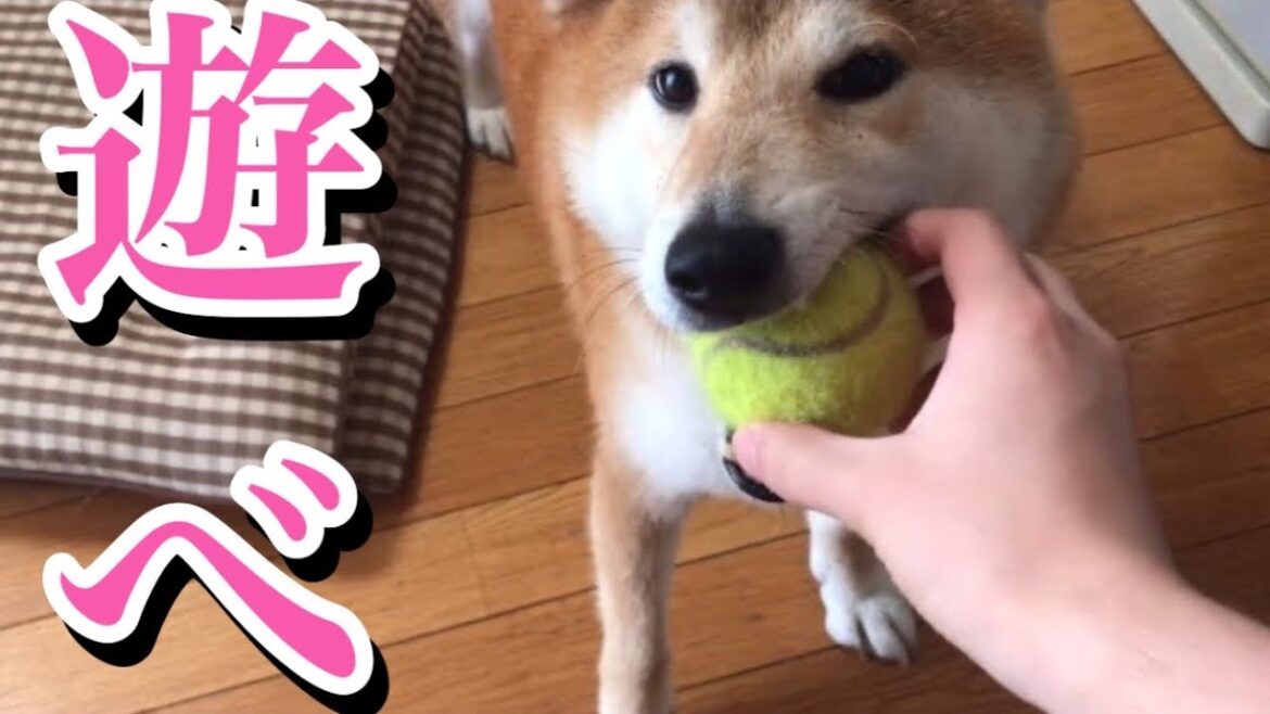 2023年8月16日めっちゃ甘えん坊の柴犬🐶