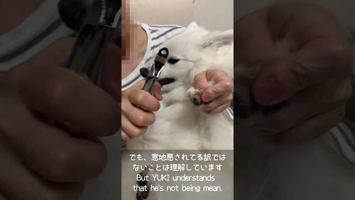 日本スピッツの雪ちゃん,犬神様降臨!!!!! #shorts, #japanesespitz, #ショート 日本スピッツの雪ちゃん,犬神様降臨!!!!! #shorts, #japanesespitz, #ショート
