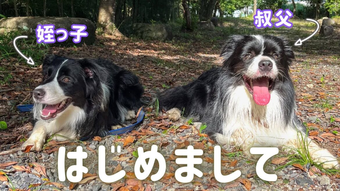実の兄弟犬と姪っ子犬に会いに行ってきました【ボーダーコリー】