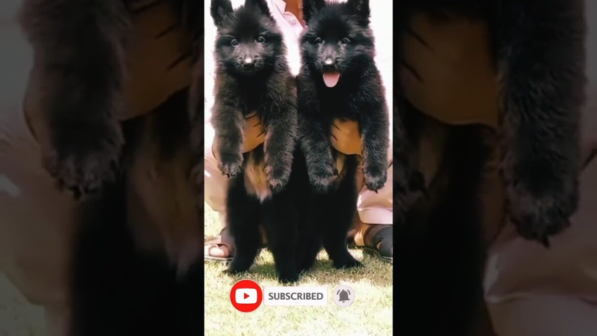 Black german Shepherd imported blood line puppy#petslovervlog