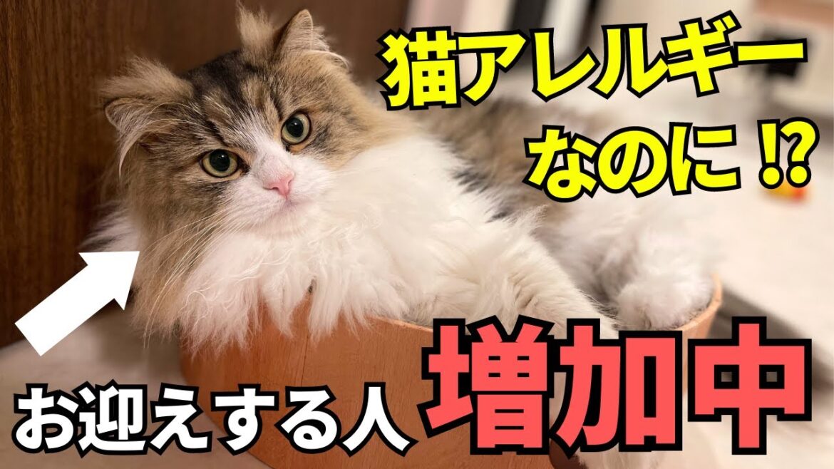 【猫アレルギーでも抱ける猫】サイベリアンが猫アレルギーを発症しにくい理由とその特徴について解説します! 【猫アレルギーでも抱ける猫】サイベリアンが猫アレルギーを発症しにくい理由とその特徴について解説します!