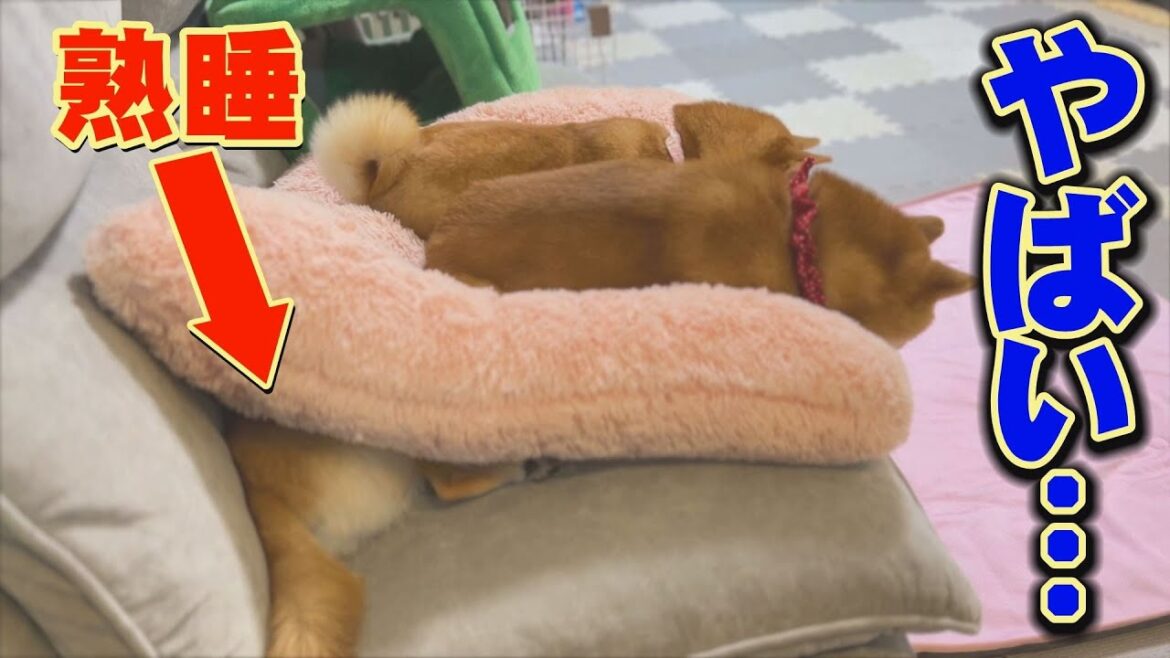 約１０ｋｇの重みに耐えて熟睡する弟柴…このあとどうなる？