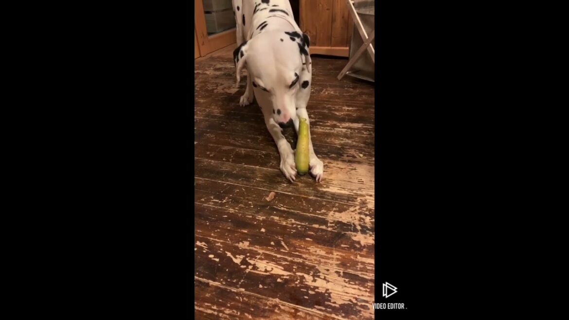 🥕大好きな犬🐶道の駅で黄色い人参見つけたので🥕　#ダルメシアン #いぬすたぐらむ #いぬのいる生活