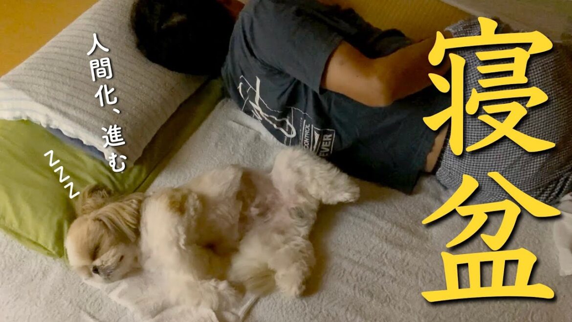 【シーズー】台風と猛暑、引きこもり盆休みの過ごし方！www【275】