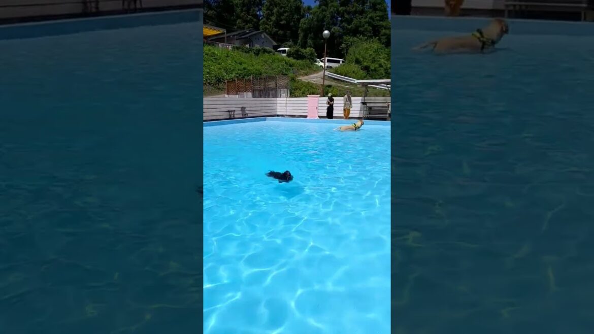 PRIMELAND ドッグラン ひぬま でスイスイ泳ぐ イングリッシュコッカー チャーリー 8ヶ月