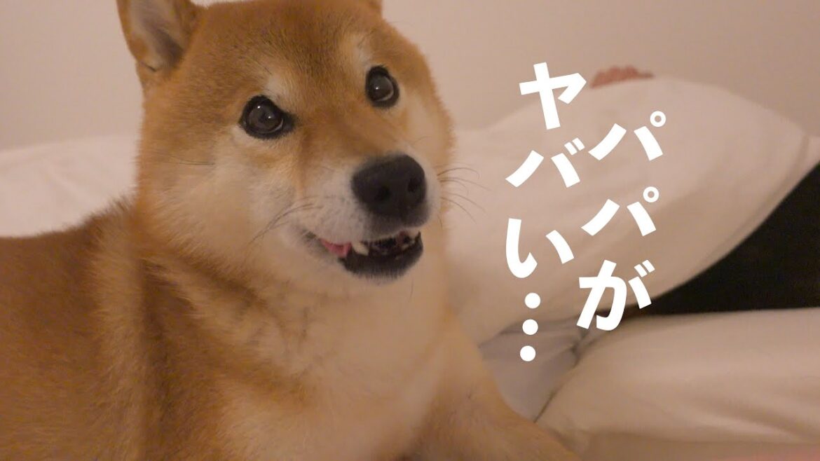 子猫と初めて一緒に寝たら波乱が起きました。。