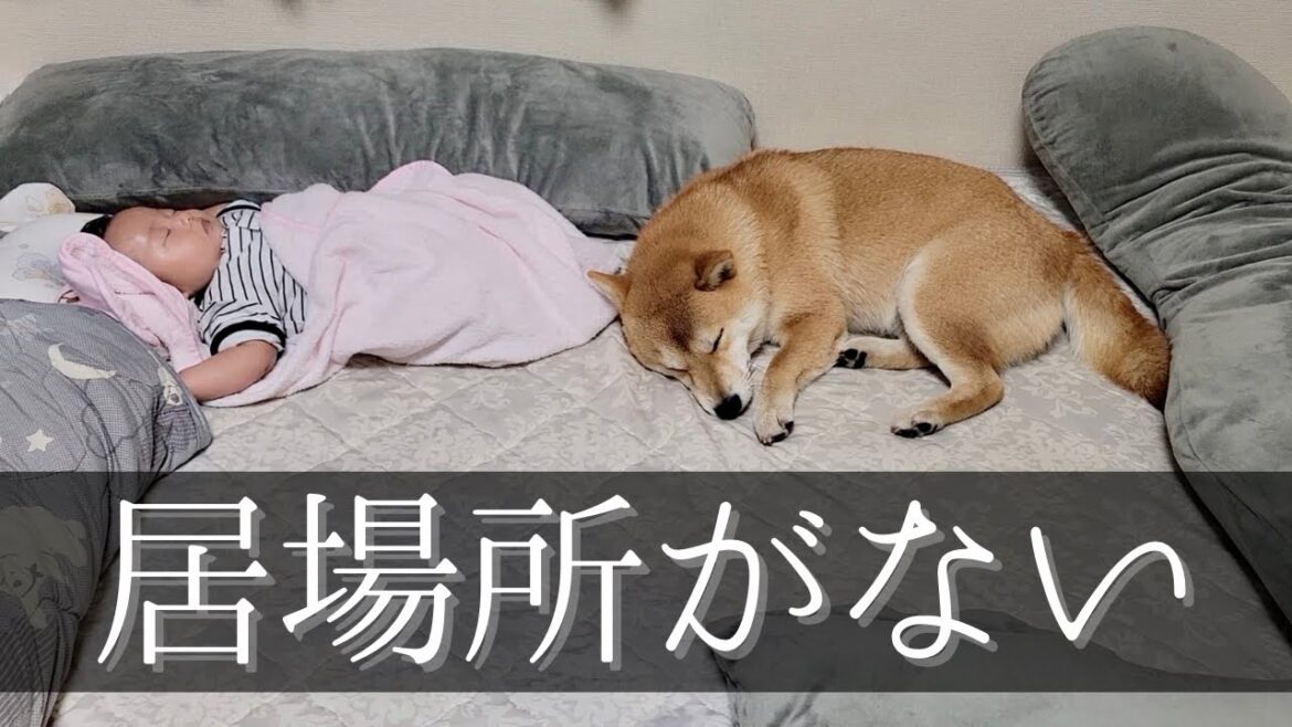 柴犬・豆柴・赤ちゃんと夫婦、夜の『ねどこ事情』 柴犬・豆柴・赤ちゃんと夫婦、夜の『ねどこ事情』