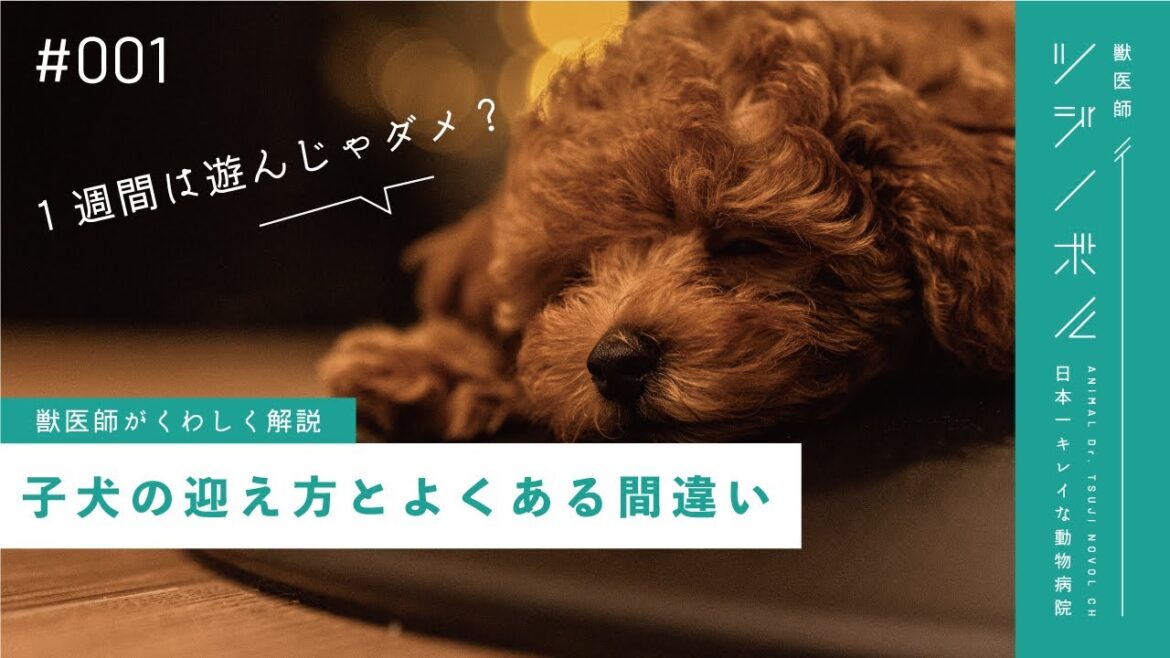 【子犬のお迎え準備】獣医師が推奨する子犬の迎え方と大切な４つのポイント【獣医師ツジノボルCH】