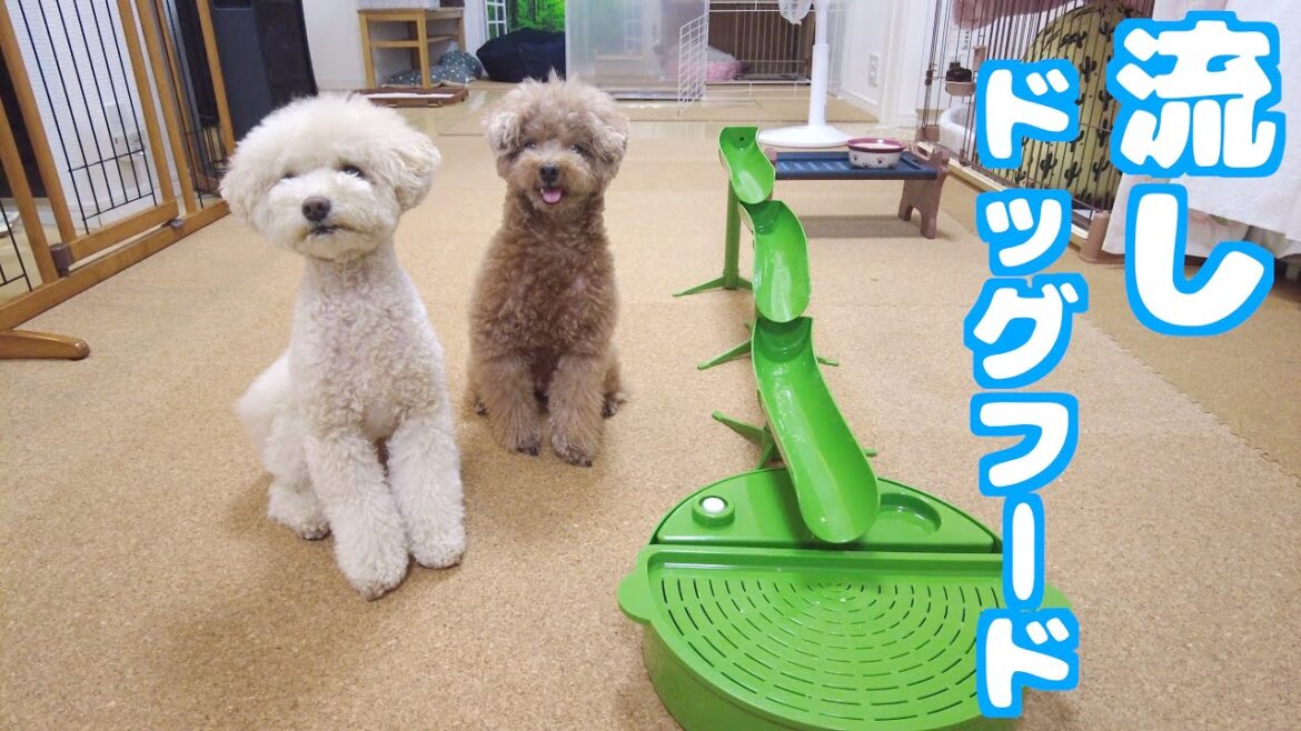 流しドッグフード始めました! 流しドッグフード始めました!