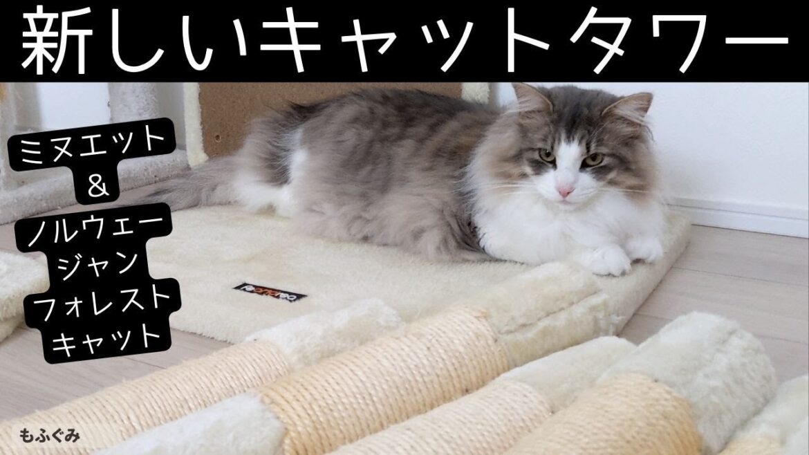 新しいキャットタワーに好奇心全開の猫たち【ミヌエット＆ノルウェージャンフォレストキャット】