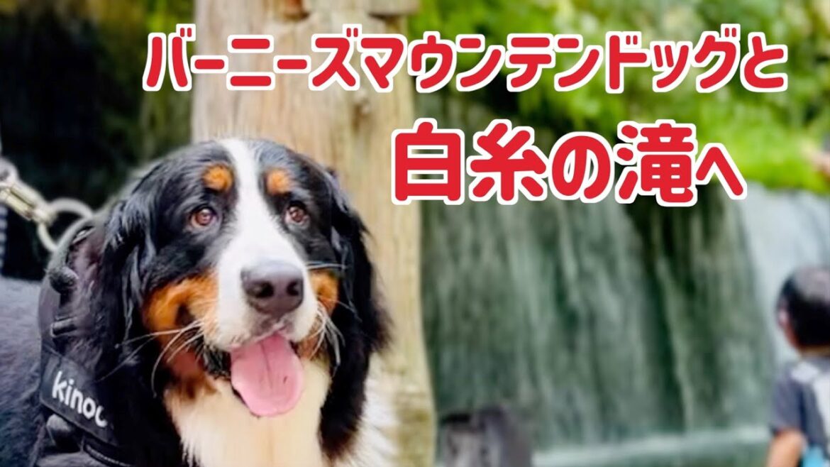 軽井沢「白糸の滝」にバーニーズマウンテンドッグと行ってきました