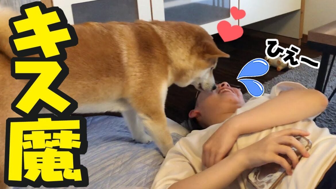 キス魔柴犬ちくわにタジタジな娘!日毎に仲良しになる姉妹 キス魔柴犬ちくわにタジタジな娘!日毎に仲良しになる姉妹