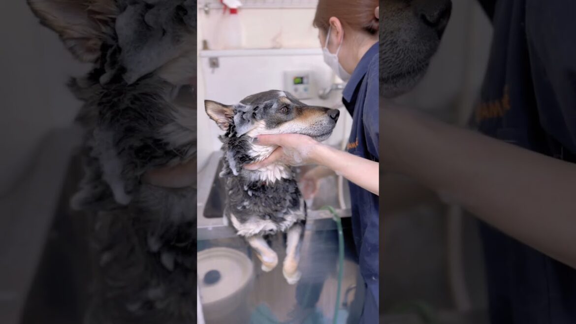 【黒柴】シャンプーしている君に恋してる #dog #shorts