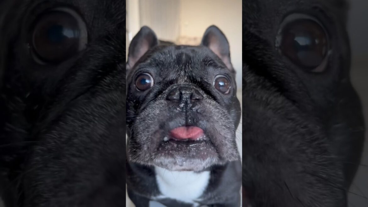 肉を食べたいイッヌがどんどん迫ってくる #Shorts