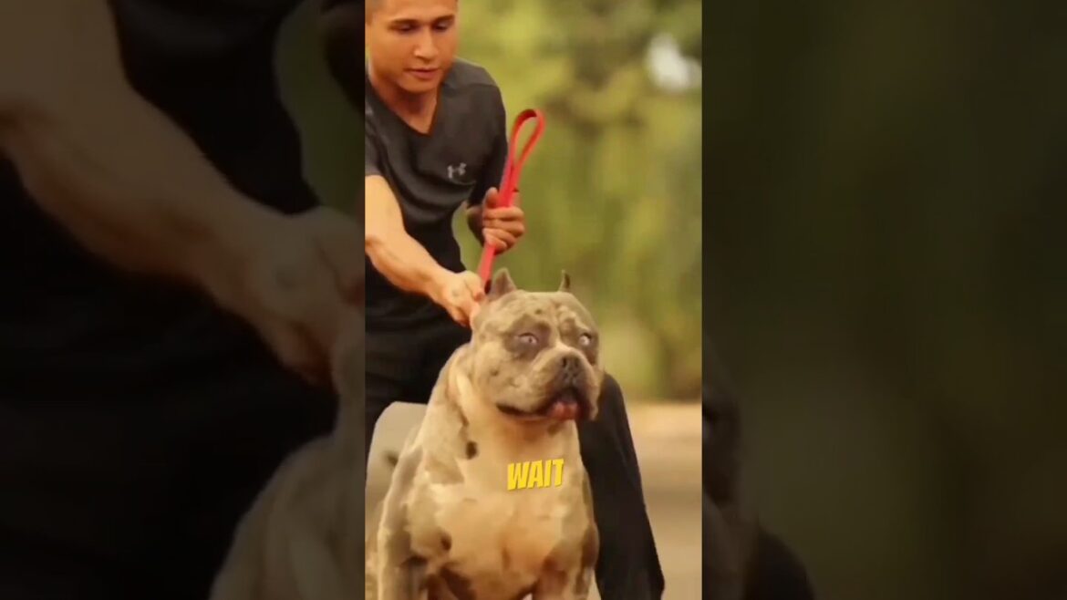 American bull #americanbully #pitbull #kangaldog #doberman #youtubeshorts #shorts #viral #shortsfeed
