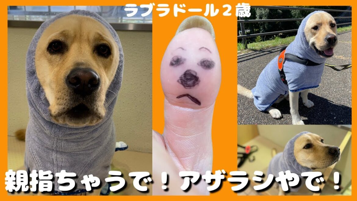 【ラブラドールレトリーバー】親指ちゃうで！アザラシやで！　大型犬のアザラシな１日