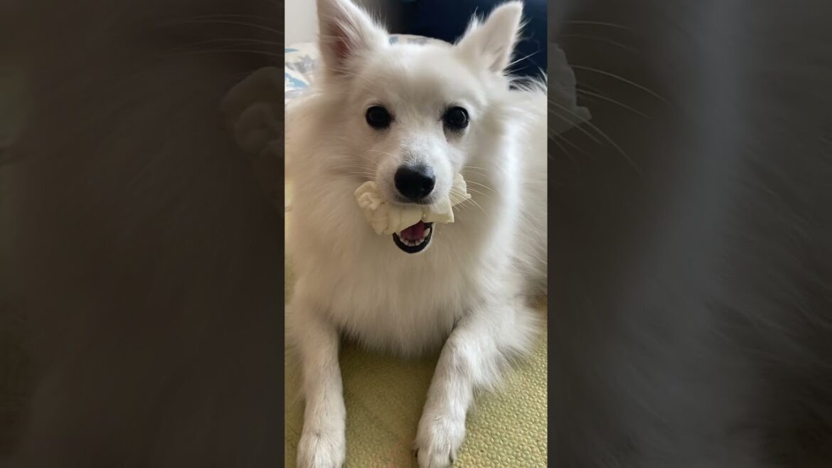欲張り犬🐶日本スピッツじゃむ