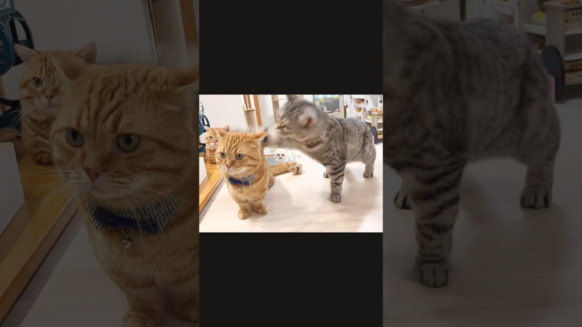 唐突に妻からひっぱたかれた茶々パパ。 #猫 #マンチカン #shorts