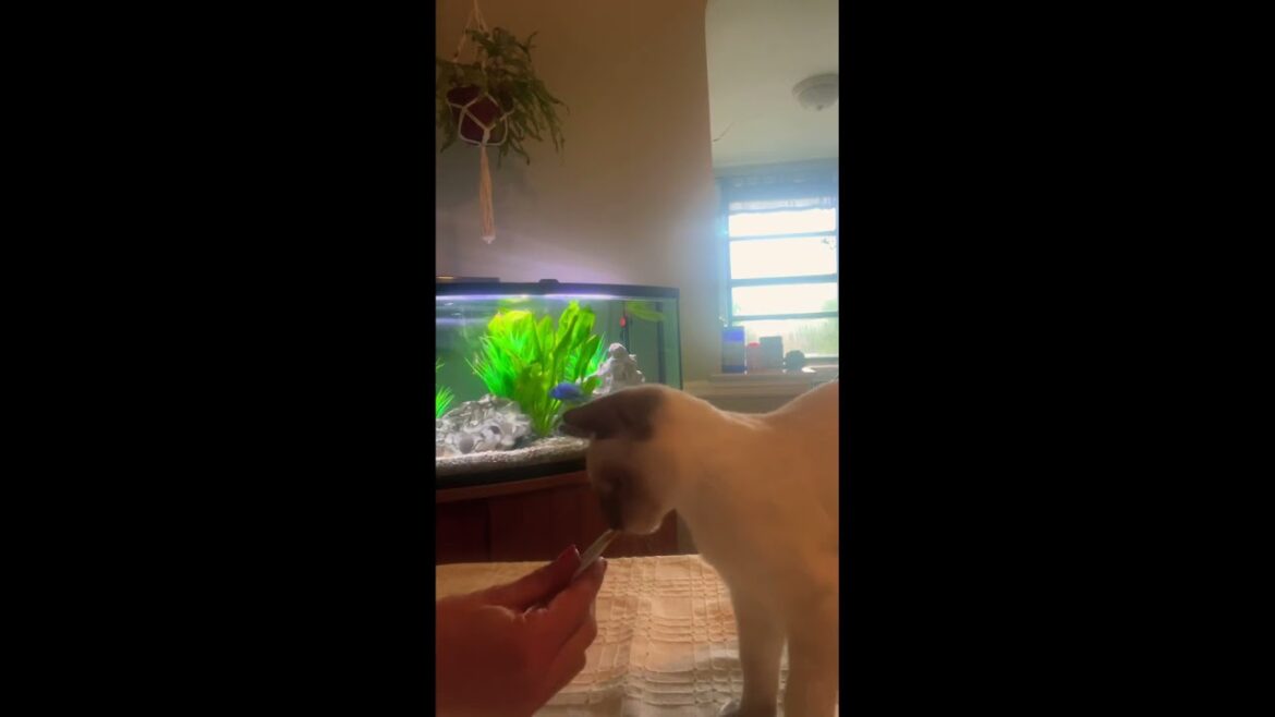 Will My#Cat like This?