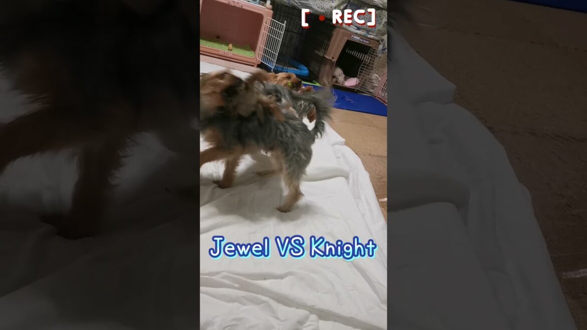 体が小さいのに強いJewel😵 #shorts  #保護犬