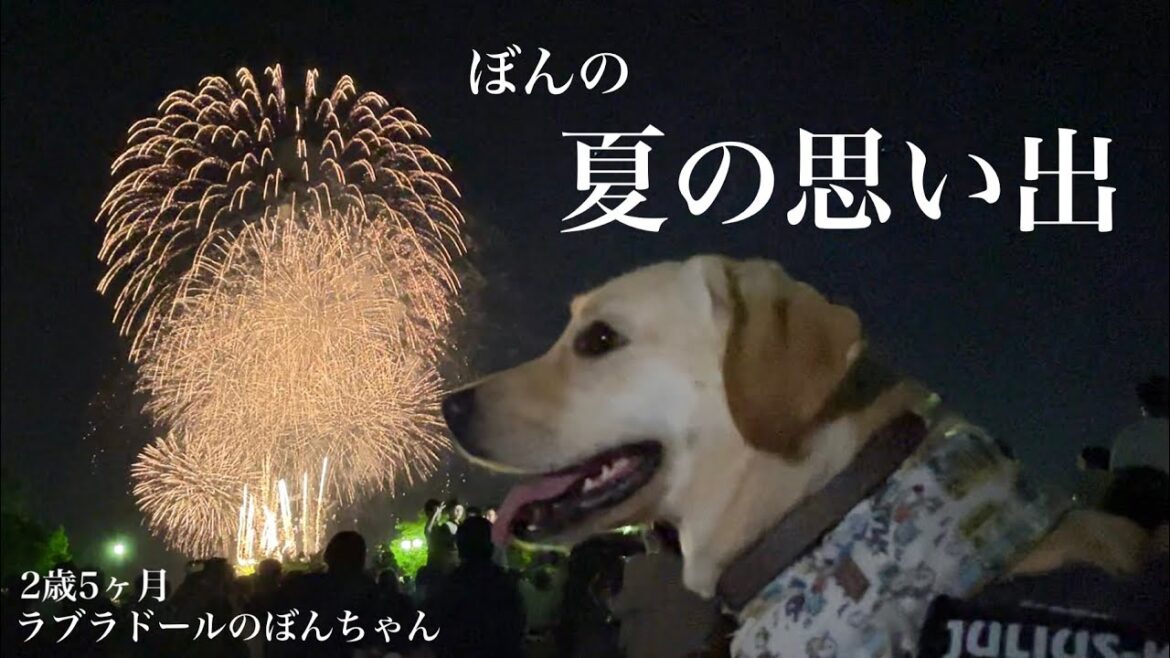 【ラブラドール#111】今年も夏を満喫中！ぼんの夏の思い出2023★labrador retriever 大型犬  ぼんちゃん　夏休み　トレッキング　花火　川遊び
