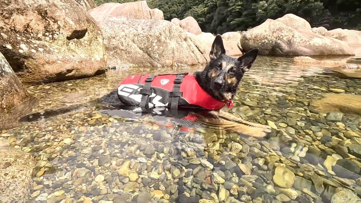 飼い主が泳ごうとすると、愛犬が絶対溺れさせようとしてくる…【銚子川】